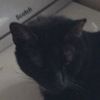 thetruegamingcatyt