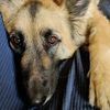 furbabymom3120