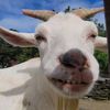 The Real Goat