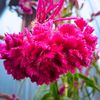 rubel122881