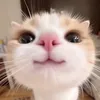 hphucneal
