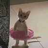 shal_0531