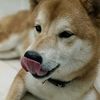 shibanu.el0slo