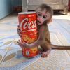 monkeyyti