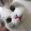 ltif.tobenoisyinsilence_