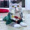 Belinjo