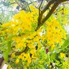 thanh.tan826
