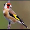 abyassine79