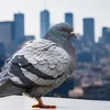 pigeon_main_acc