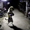 jubinha555