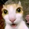 giggleshitter2113