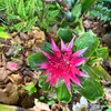 rose10287