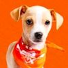 realbarkpurdy
