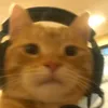 c_a_t67