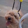 pootuligoo