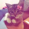 nano_nanno2