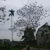 tranvannang0804