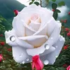user341241620