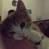 Tiểu Meow Meow