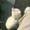 zah_9b