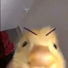 diepanhpham_11