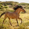 sohail1069053