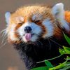 pandared228