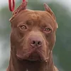 PITBULL