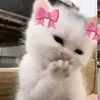 bnin047