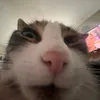 ilikegarfield0