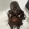 lizpicableme
