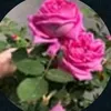 user18632704472827