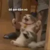 dcuchungmayluon0