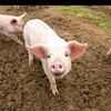 horsleyfarmgarden