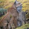 claudio.ocares.su8