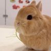 sillygoose_465