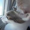 hellostreetcat6