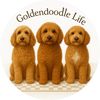 Goldendoodle Life🩵