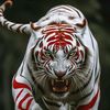 maungbetawipajajaran_23