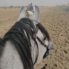 alnaharstable