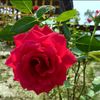 robinaislam45