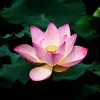 nguyn.hu0927