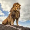 lion.wild6