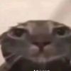 ninja.cat69