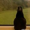 lolo_fan_linch