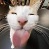 purrfectplay2