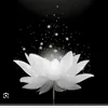 nguyen.duy8111
