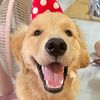 แซลม่อนหมายักษ์🐶