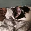 hazbinhotel.and.h6