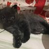 love.cats_05